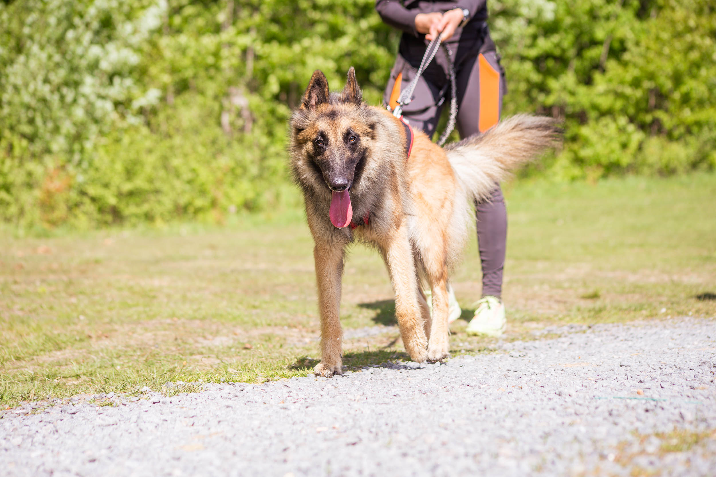 Hund drar sin människa