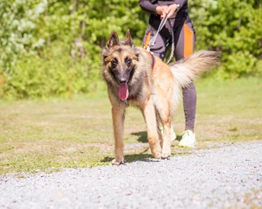 Hund drar sin människa