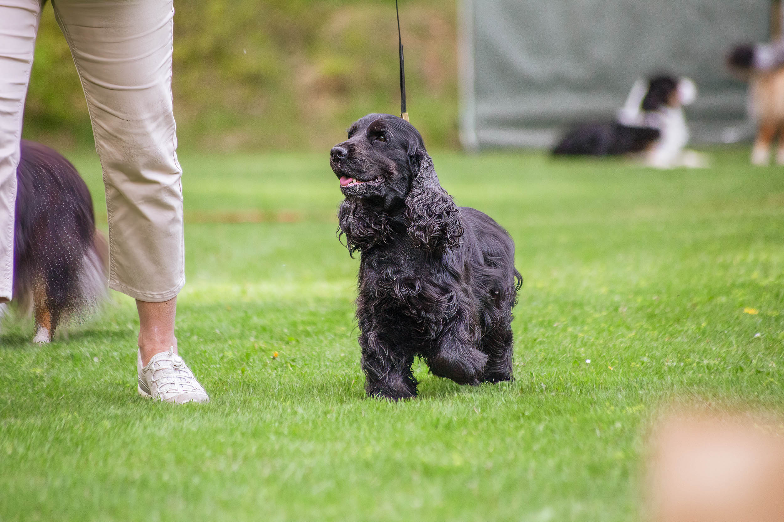 Svart hund med långa öron