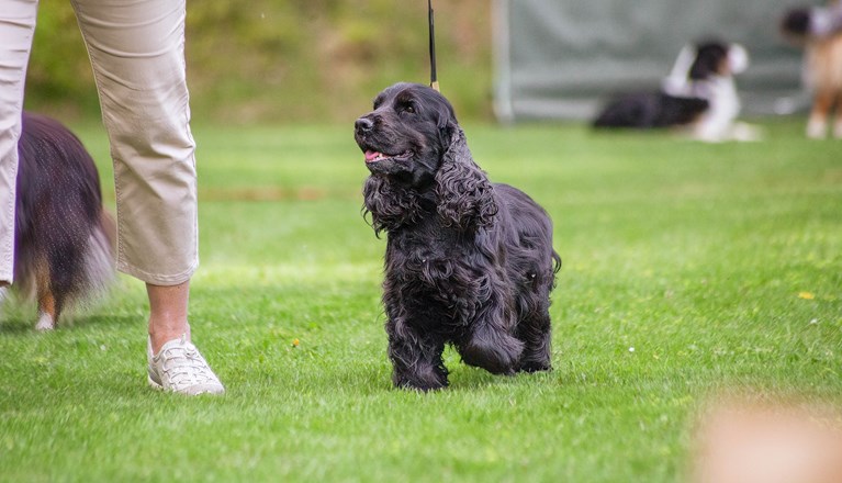 Svart hund med långa öron