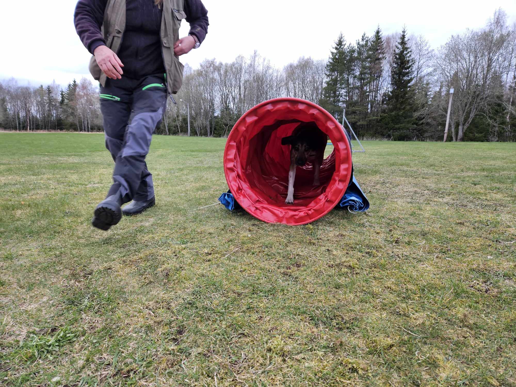 Hund springer genom agilitytunnel 