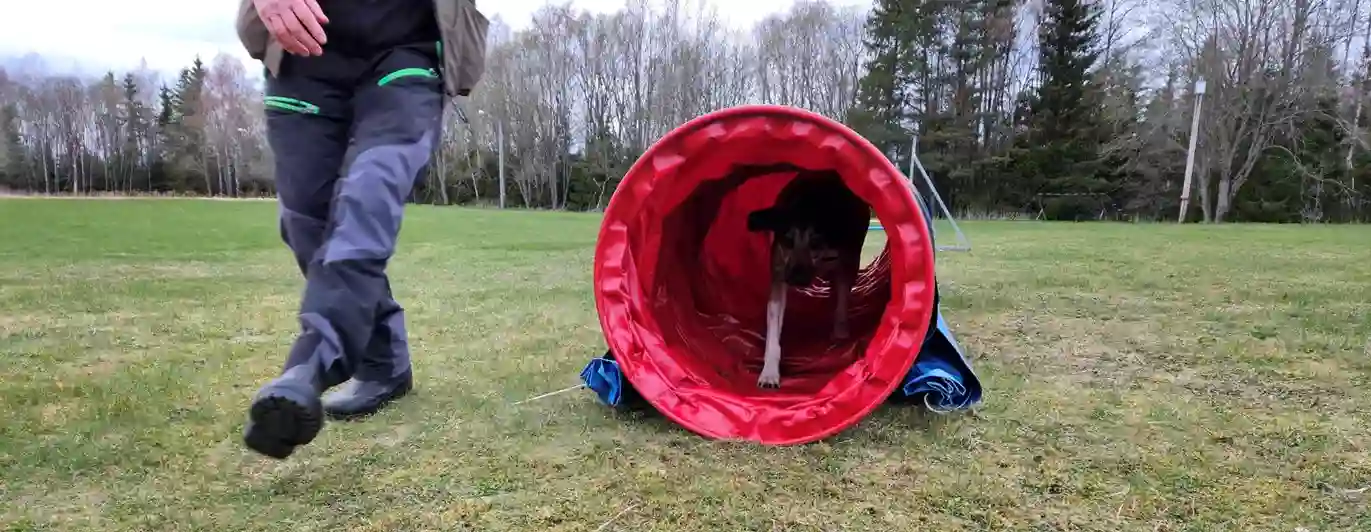 Hund springer genom agilitytunnel 