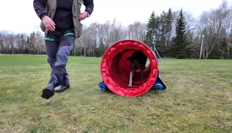 Hund springer genom agilitytunnel 