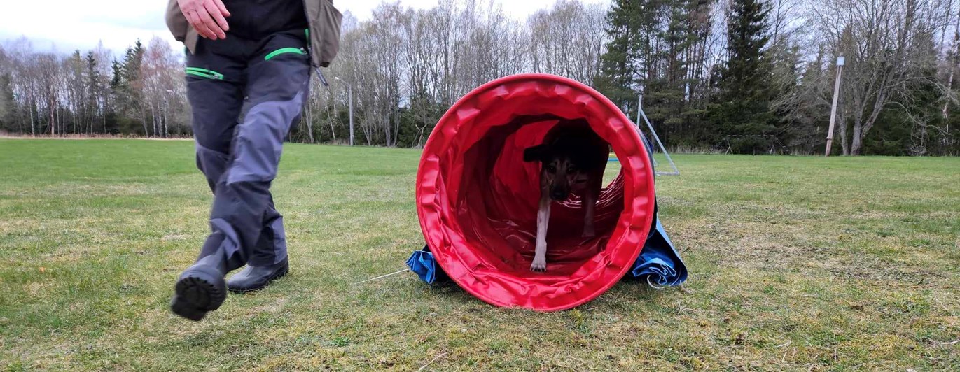 Hund springer genom agilitytunnel