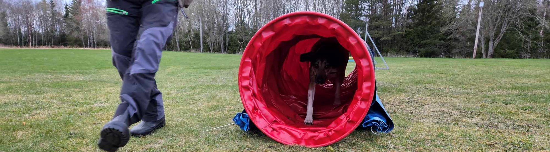 Hund springer genom agilitytunnel