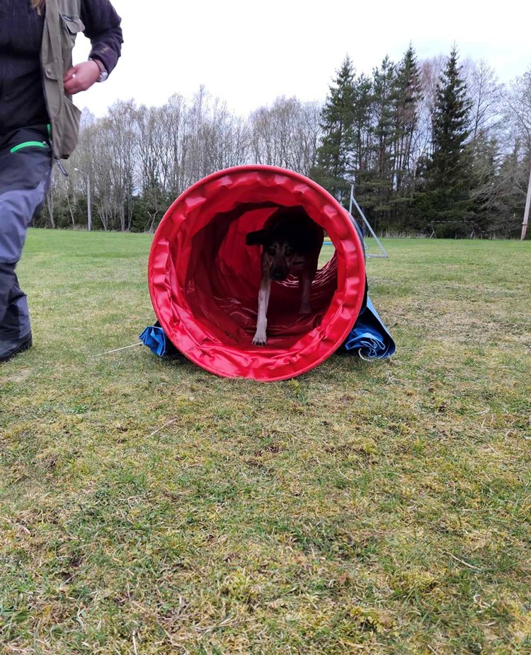 Hund springer genom agilitytunnel