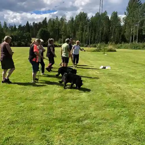 En grupp människor med sina hundar på en stor gräsplan