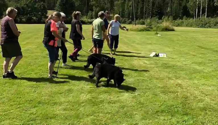 En grupp människor med sina hundar på en stor gräsplan