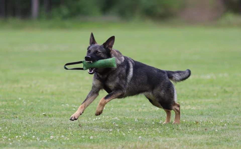 Schäfern Vilya med kampdutt