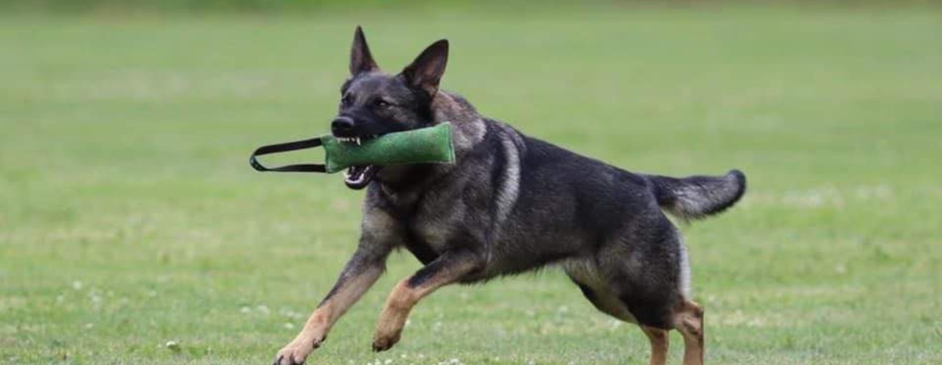 Schäfern Vilya med kampdutt