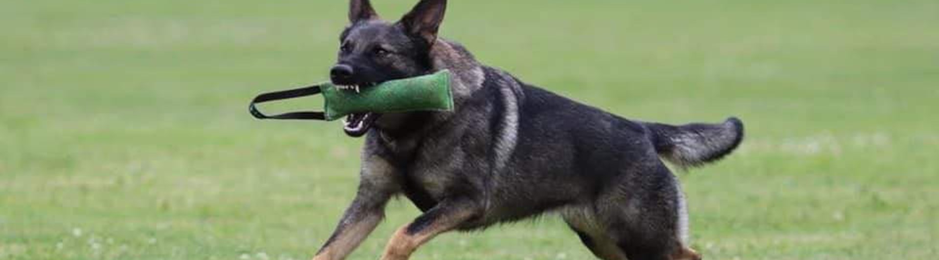 Schäfern Vilya med kampdutt