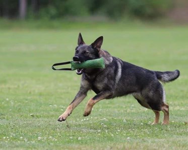 Schäfern Vilya med kampdutt