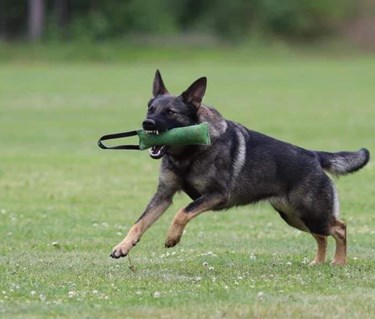 Schäfern Vilya med kampdutt