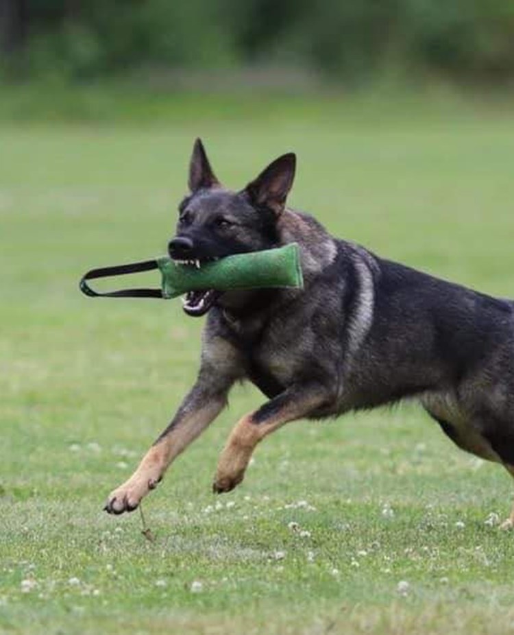 Schäfern Vilya med kampdutt