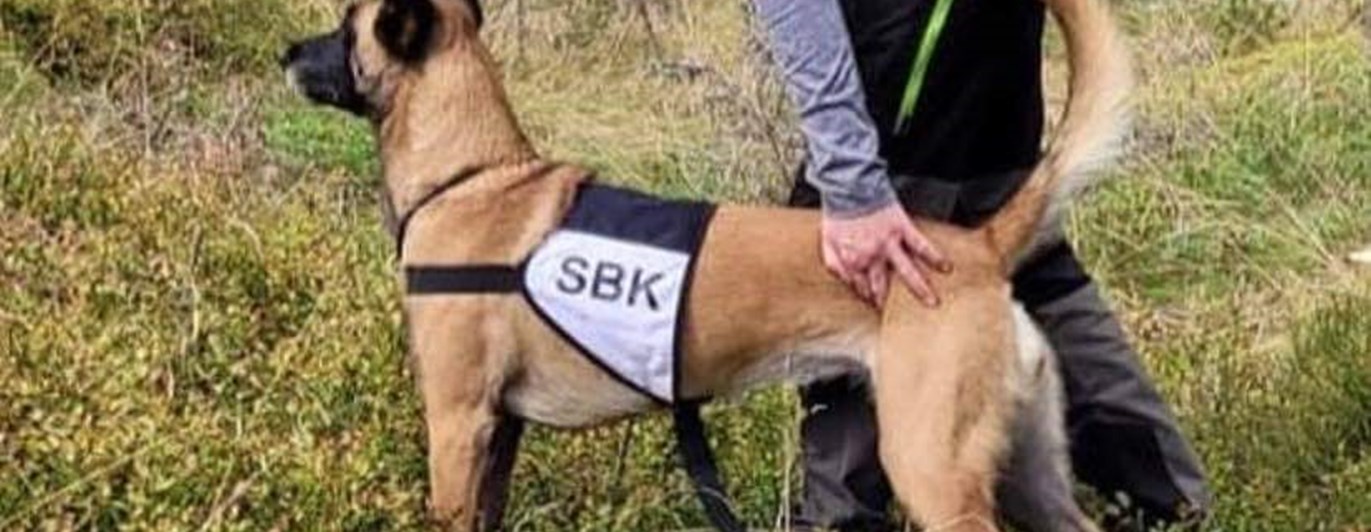 hund i skogen med tjänstetecken