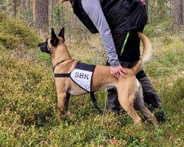 hund i skogen med tjänstetecken
