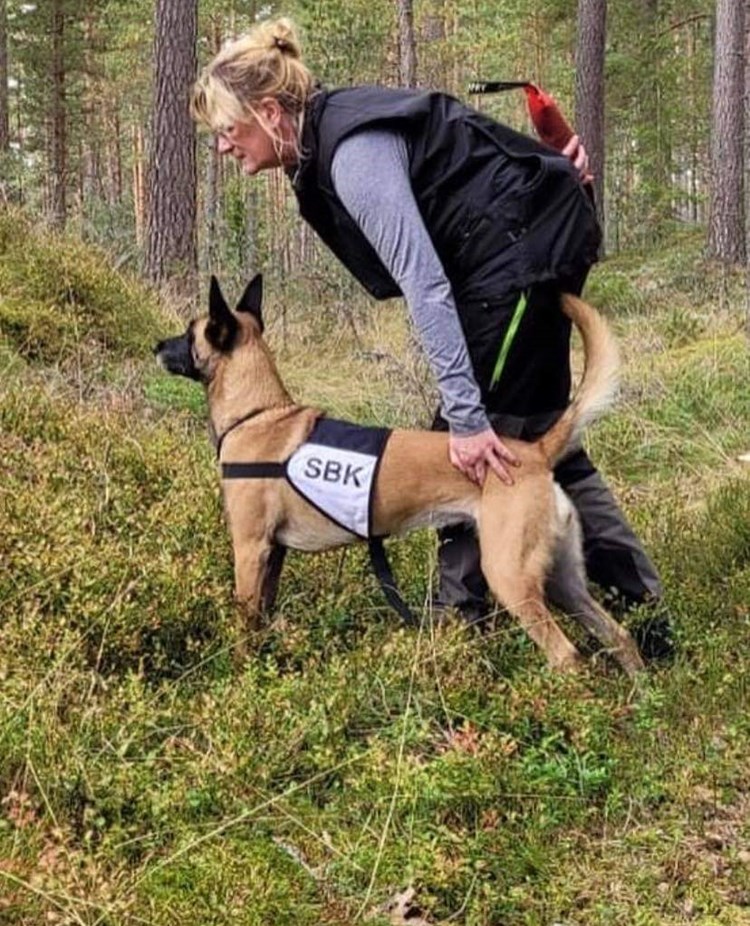 hund i skogen med tjänstetecken