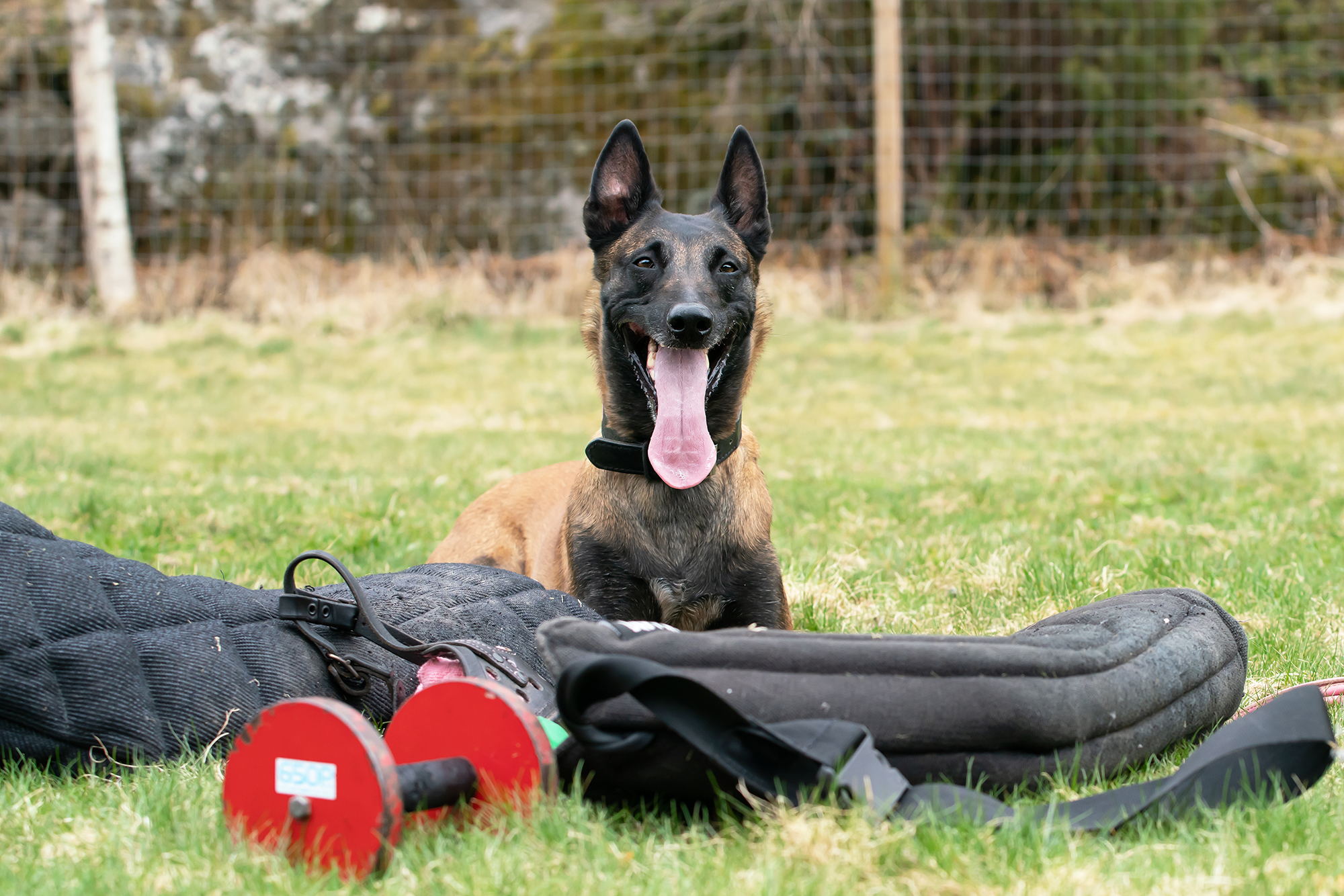 Mallen Aska tillsammans med material för bruksgrenen Skydd. Ett armskydd, en röd apportbock och en munkorg
