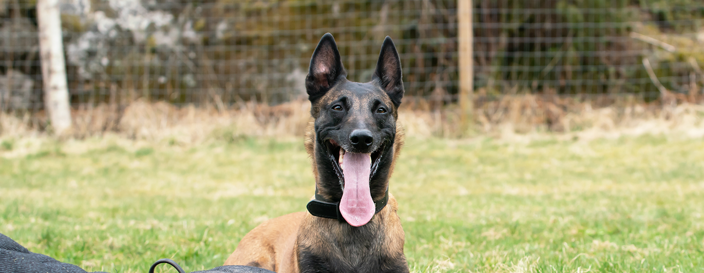 Mallen Aska tillsammans med material för bruksgrenen Skydd. Ett armskydd, en röd apportbock och en munkorg
