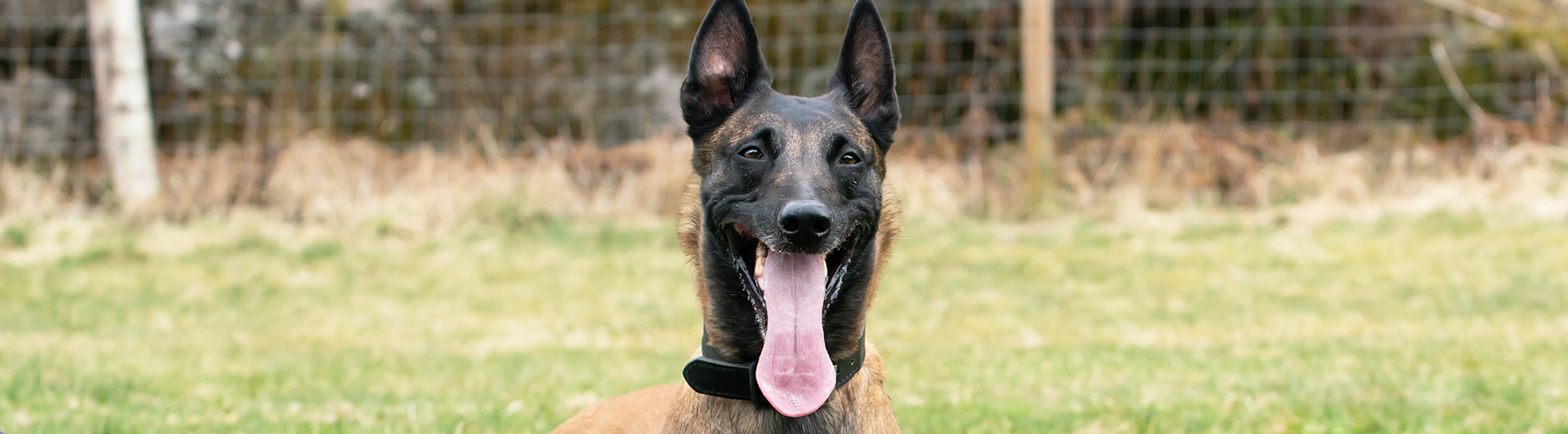 Mallen Aska tillsammans med material för bruksgrenen Skydd. Ett armskydd, en röd apportbock och en munkorg