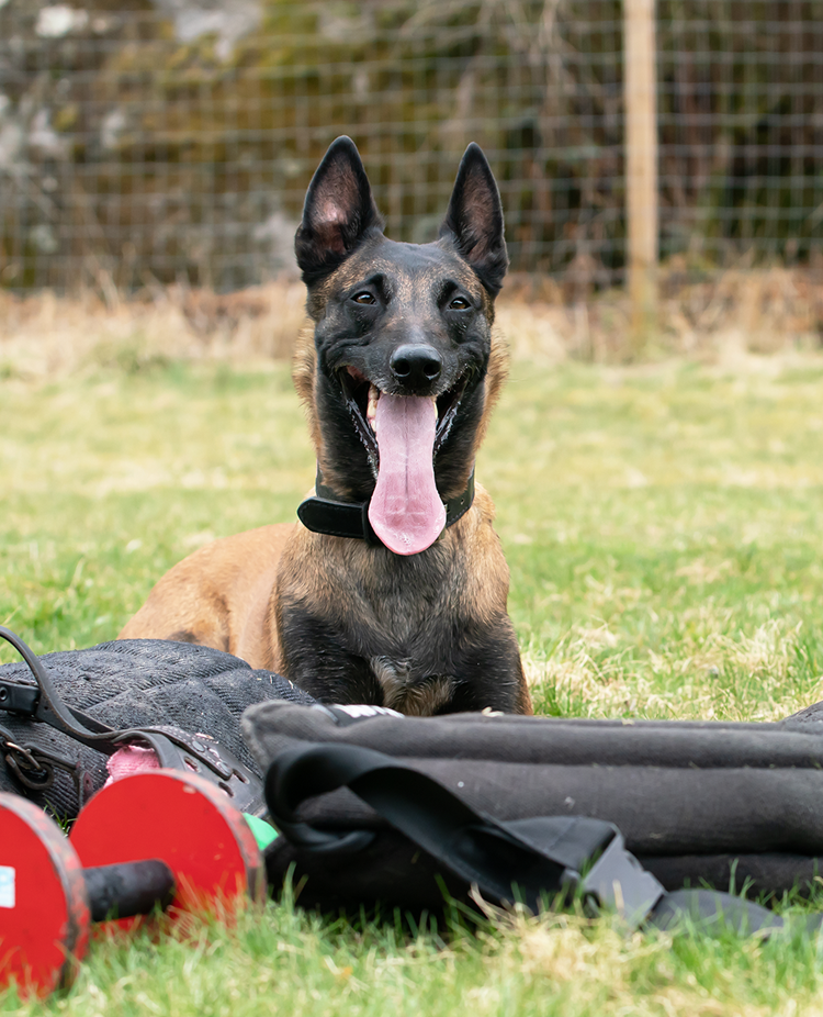 Mallen Aska tillsammans med material för bruksgrenen Skydd. Ett armskydd, en röd apportbock och en munkorg
