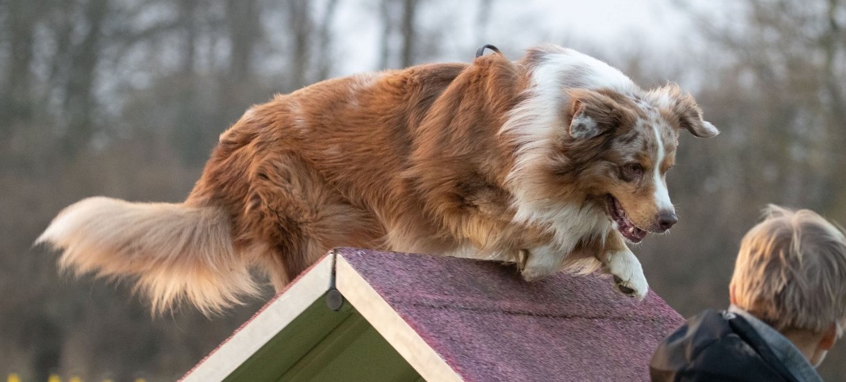 Aussie på väg över A-hinder i agilityn