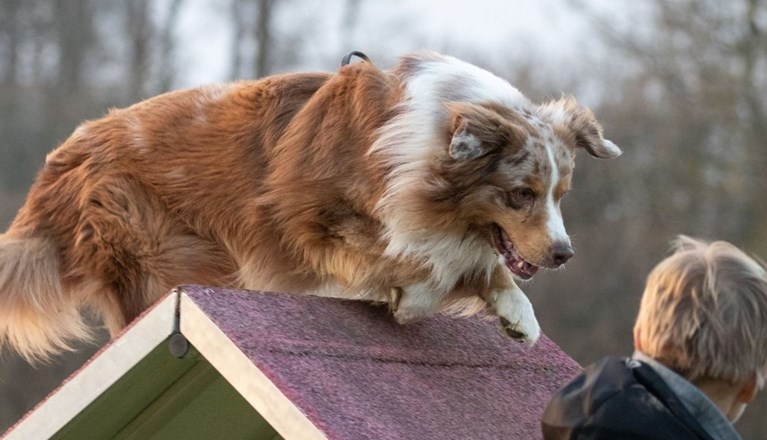 Aussie på väg över A-hinder i agilityn