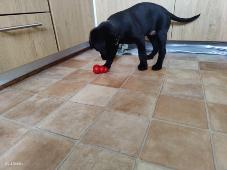En svart labrador som markerar på en Kong på golvet