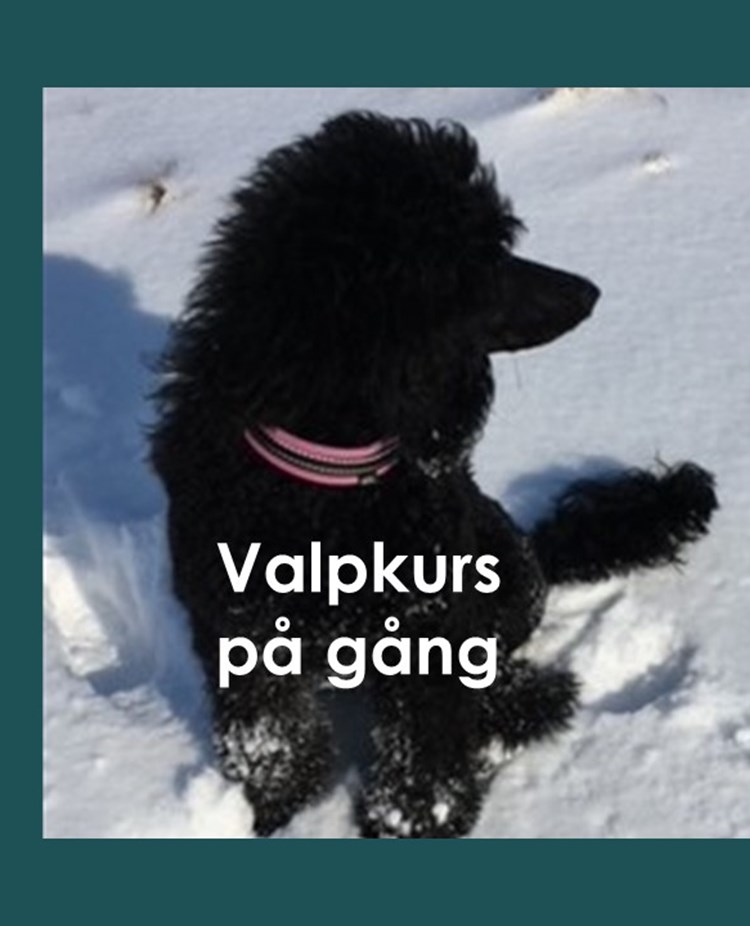 Pudelvalp i snö