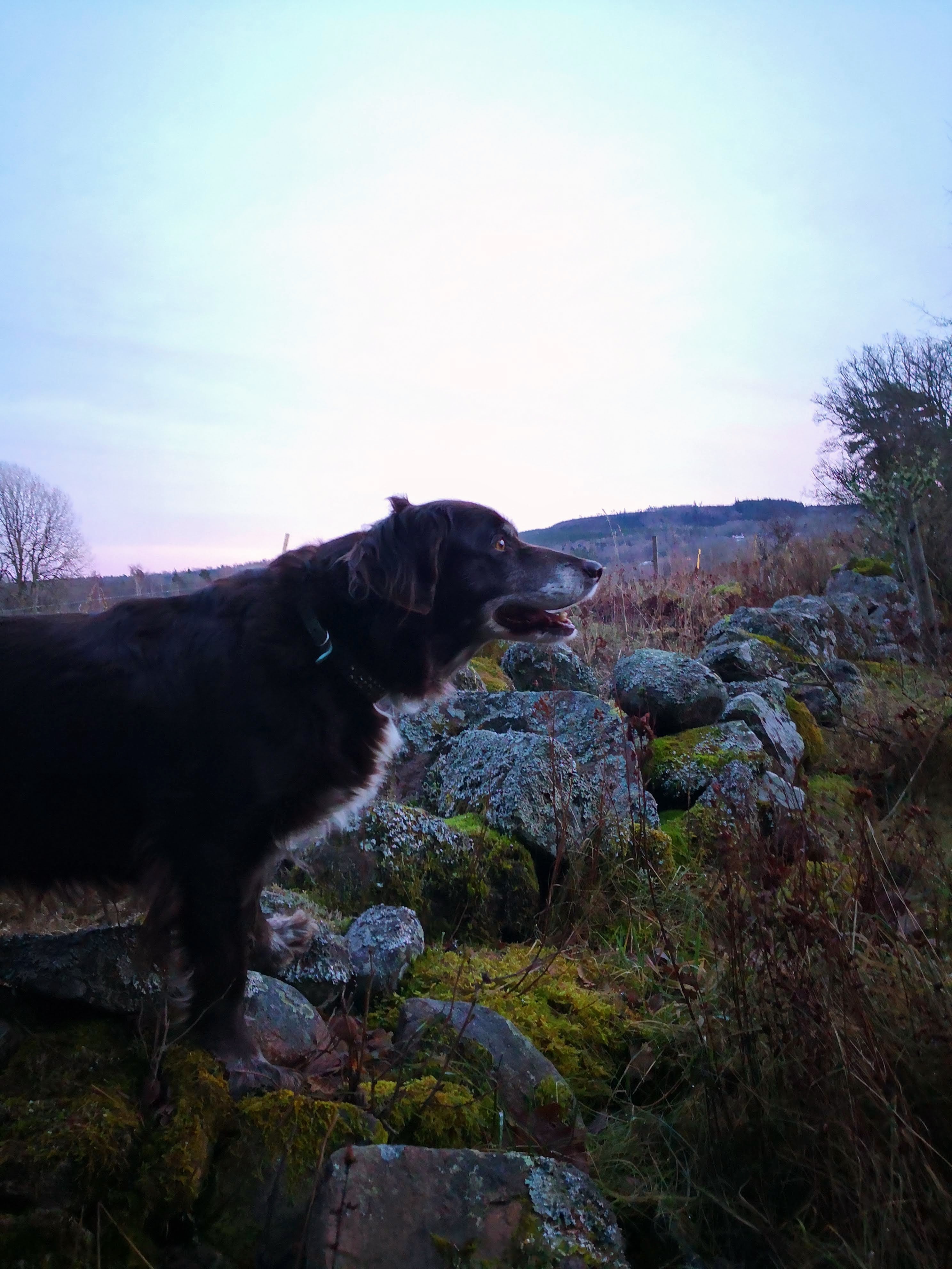 En gammal hund som tittar ut över vidderna