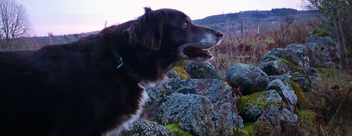 En gammal hund som tittar ut över vidderna