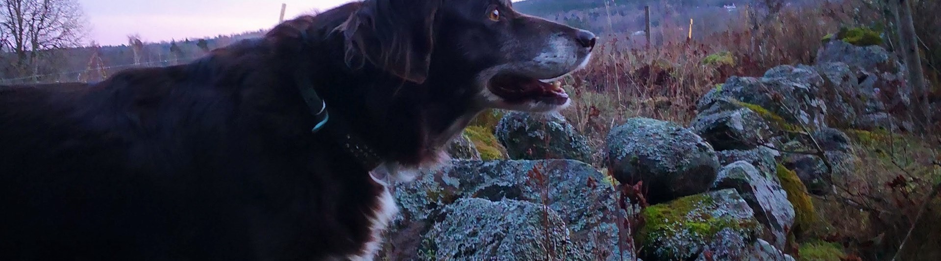 En gammal hund som tittar ut över vidderna