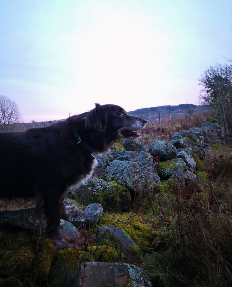 En gammal hund som tittar ut över vidderna