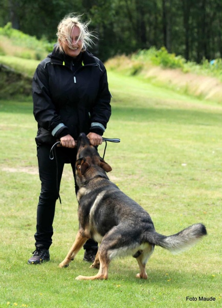 Kvinna som leker med sin hund. De har dragkamp. 