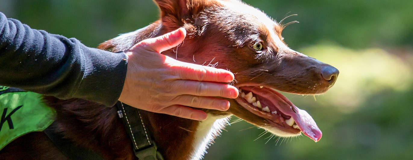 Marlene Lundmark Sökskick