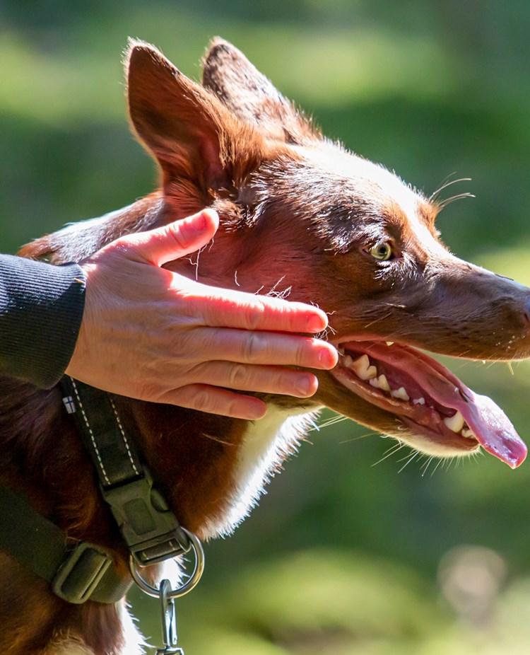 Marlene Lundmark Sökskick