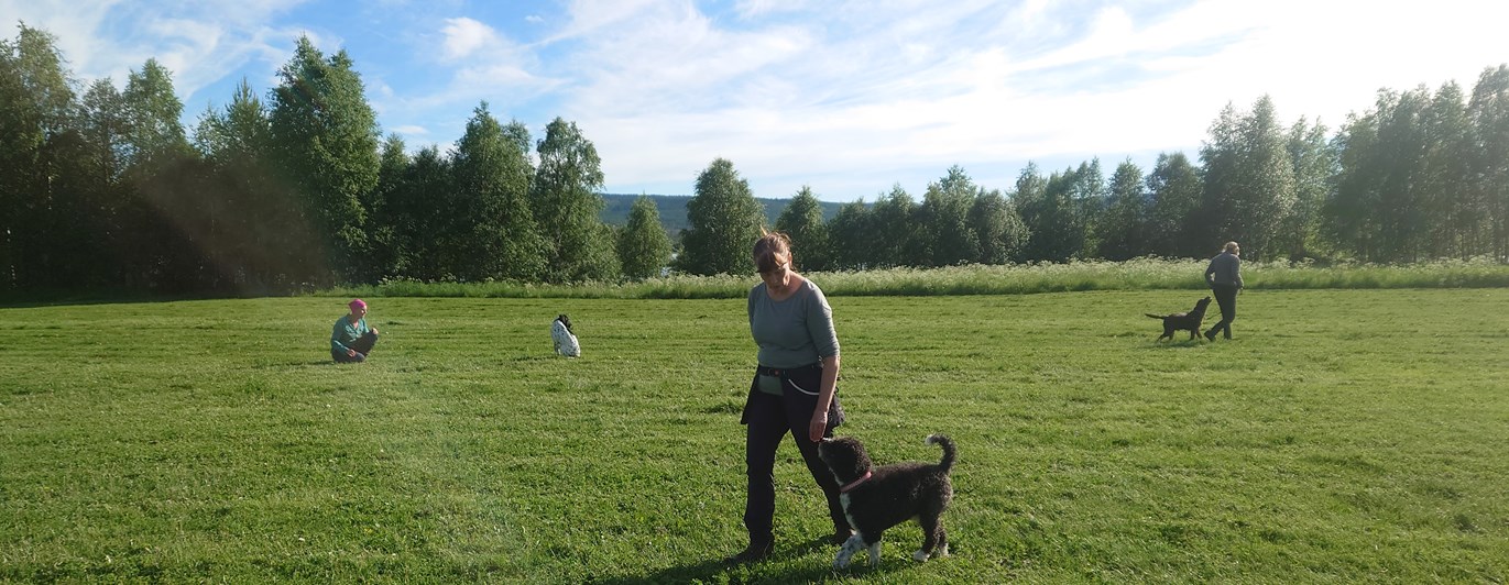 Allmänlydnadskurs på Hundholmen