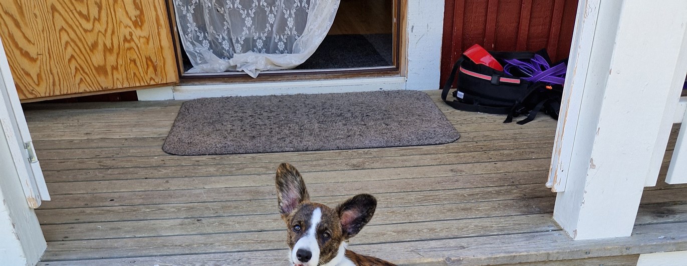Bild på en welsh corgi cardigan valp