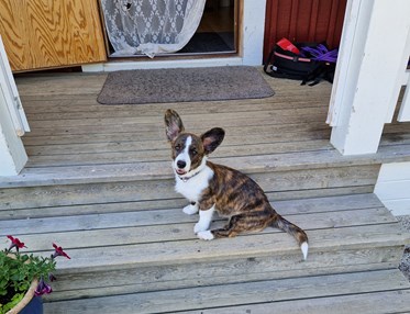 Bild på en welsh corgi cardigan valp