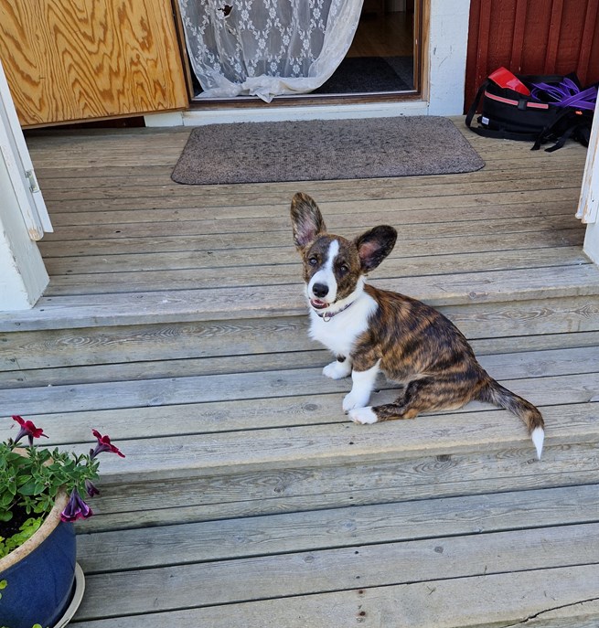 Bild på en welsh corgi cardigan valp