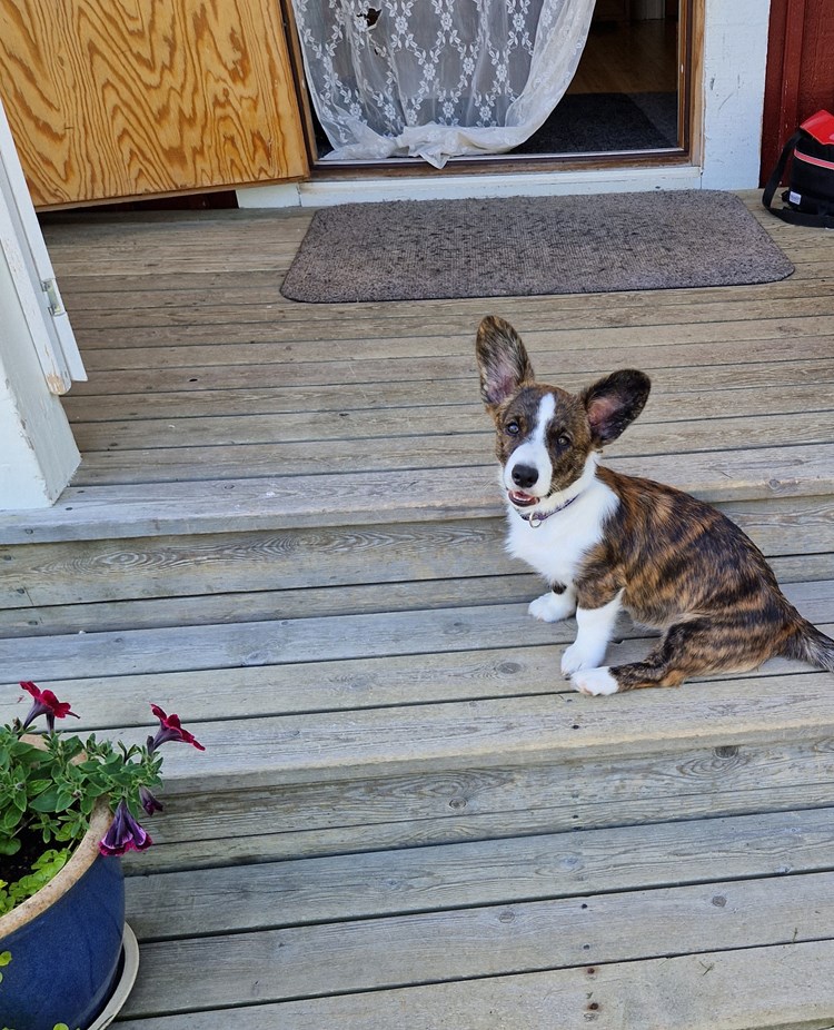 Bild på en welsh corgi cardigan valp