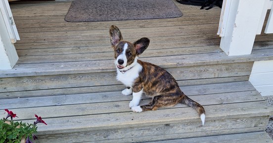 Bild på en welsh corgi cardigan valp