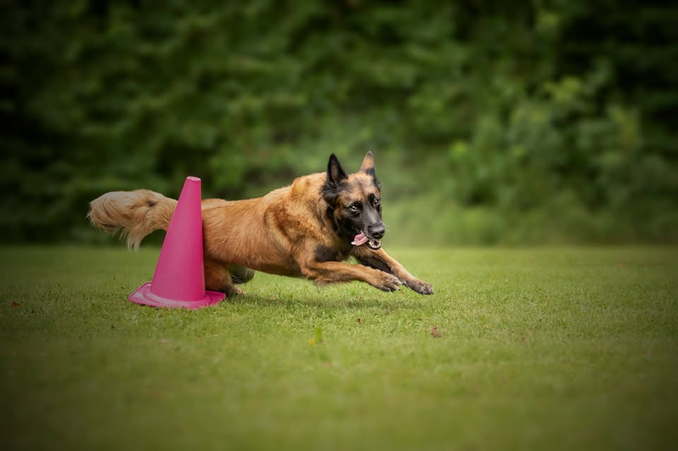 Brun hund som rundar en rosa kon