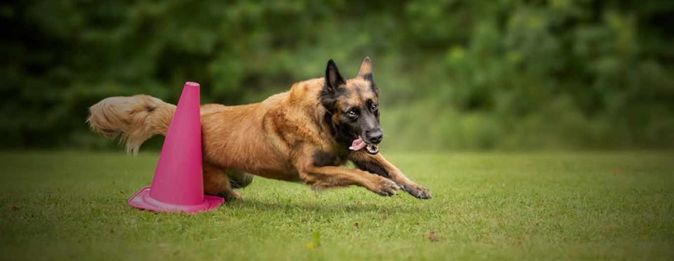 Brun hund som rundar en rosa kon