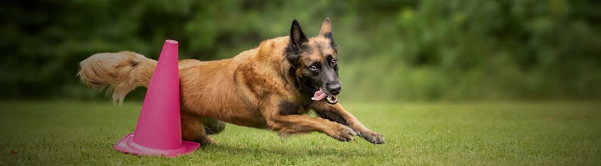 Brun hund som rundar en rosa kon