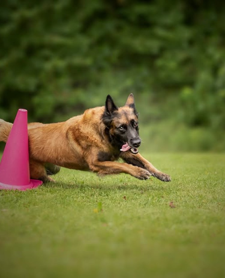 Brun hund som rundar en rosa kon