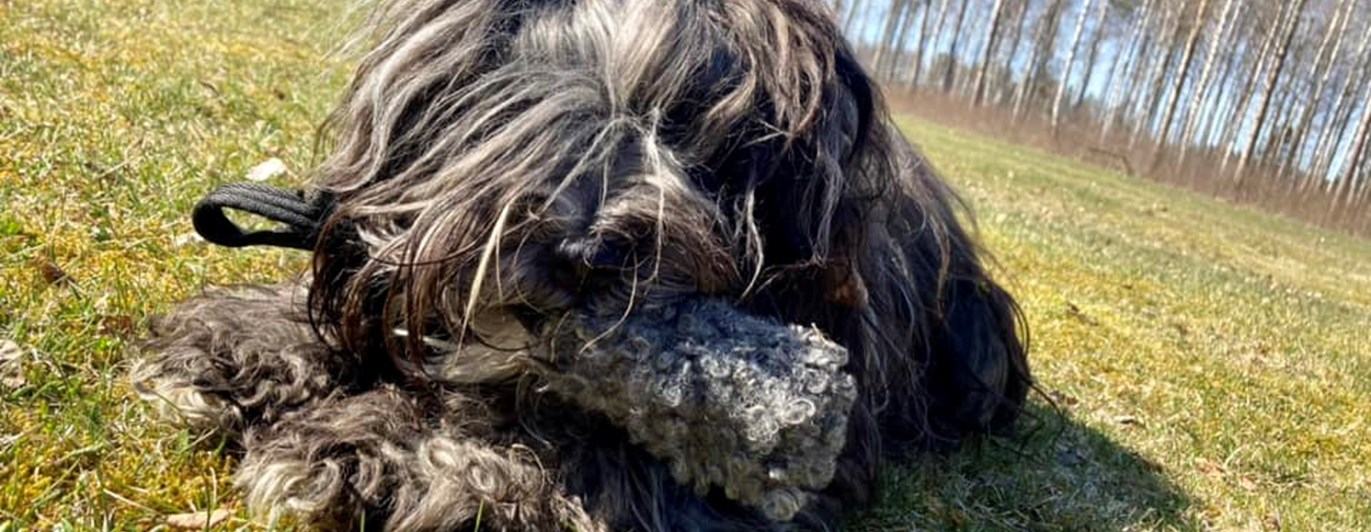 Hårig hund med teddyapport i munnen