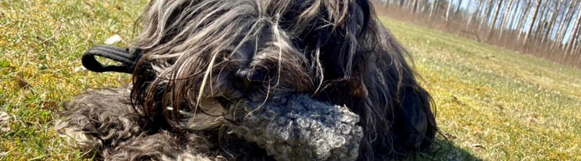 Hårig hund med teddyapport i munnen