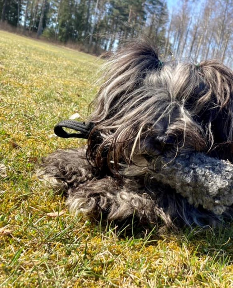 Hårig hund med teddyapport i munnen
