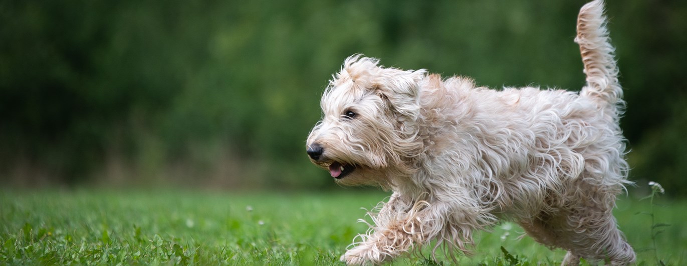 Wheatenterrier inkallning